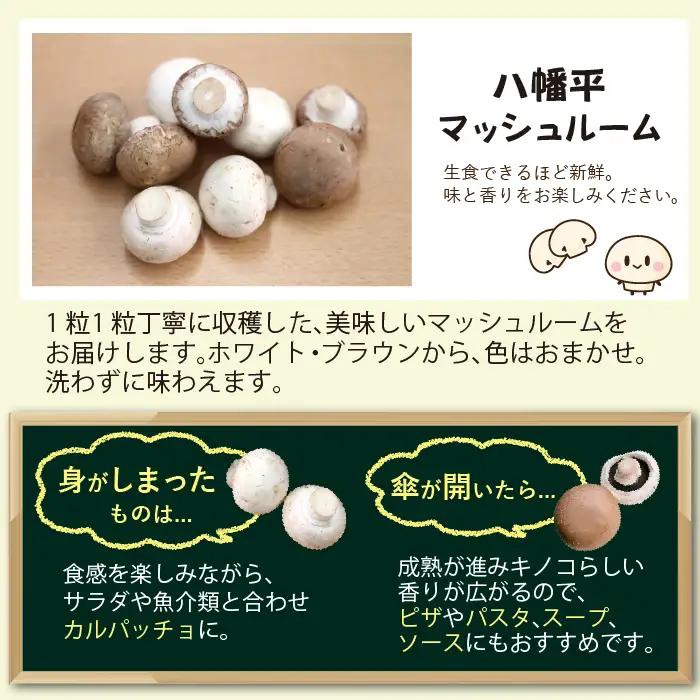 岩手県産 八幡平マッシュルーム1kg 3ヶ月定期便 《毎月上旬に発送予定》 ※色はおまかせ 【ジオファーム】