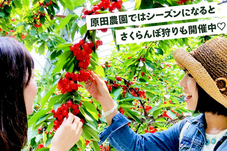 《2026年6月下旬～7月中旬発送》果実の里 原田農園 さくらんぼ（佐藤錦）約300g