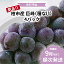 【ふるさと納税】おすすめ 訳あり 柏市産 巨峰 種なし 4パック ぶどう ブドウ 先行予約 きょほう フルーツ 果物 おいしい 旬 季節 時期