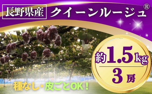 【2026年先行予約】ぶどう クイーンルージュ® 約1.5kg(3房) 長野県オリジナル品種｜ 果物 フルーツ 赤ぶどう 葡萄 ブドウ 種無し 種なし 皮ごと 千曲市 長野県 信州