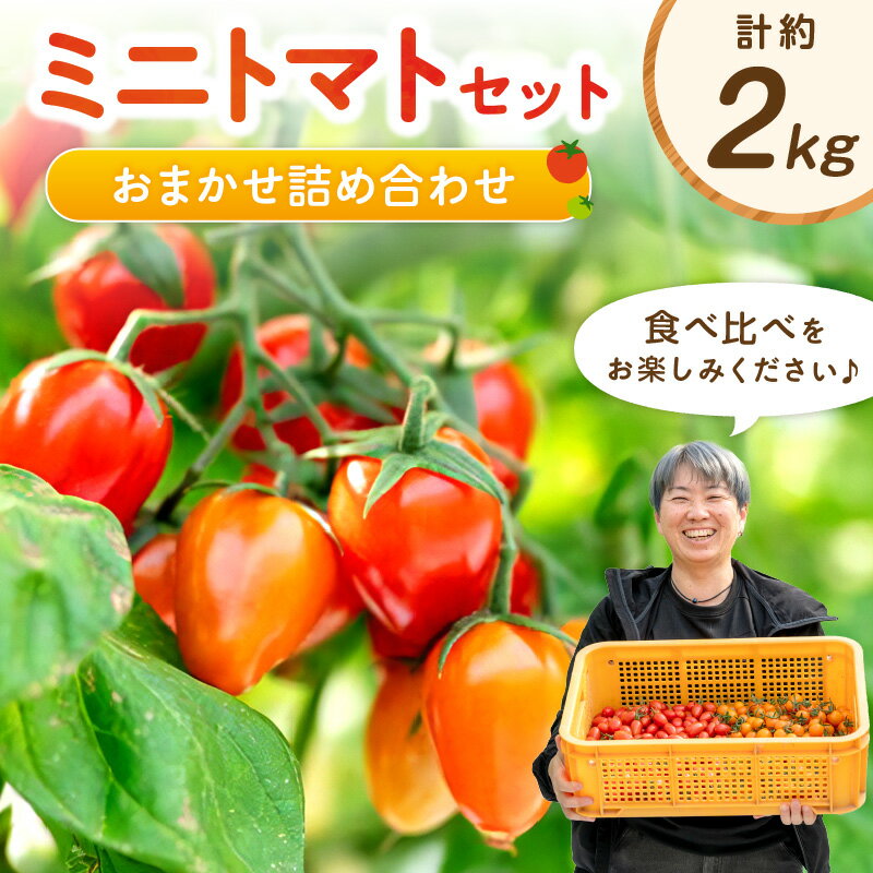 【ふるさと納税】ミニトマトセット（おまかせ詰め合わせ）《先行予約》
