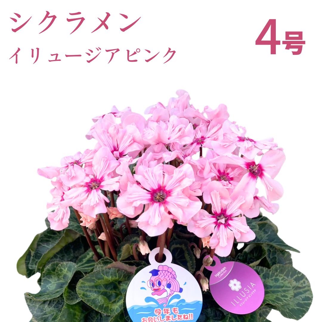 【2026年 先行予約】シクラメン イリュージア ピンクラテ 4号｜花 花苗 鉢植え【53850-012-01】