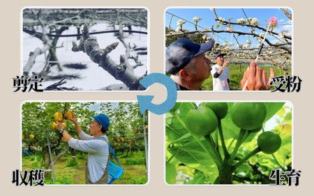 【先行予約】安田農園 梨 ”王秋梨” 5kg箱｜鳥取 岩美 梨 なし ナシ【41029】