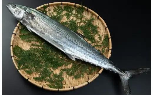 OM-04　獲れたて鮮魚 サワラ約２kg（１匹）