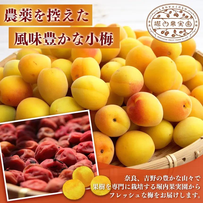 【堀内果実園】【訳あり】特別栽培・大切に育てた完熟南高梅（2kg） | 果実 旬 奈良県 五條市