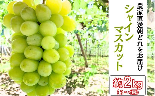 【農家直送（収穫日に発送）】シャインマスカット 約2kg(3～4房) | シャインマスカット 種なし ぶどう 詰め合わせ 約2kg 3～4房 農家直送 収穫日発送 新鮮 フルーツ 果物 お取り寄せ 季節限定 愛知県 豊田市