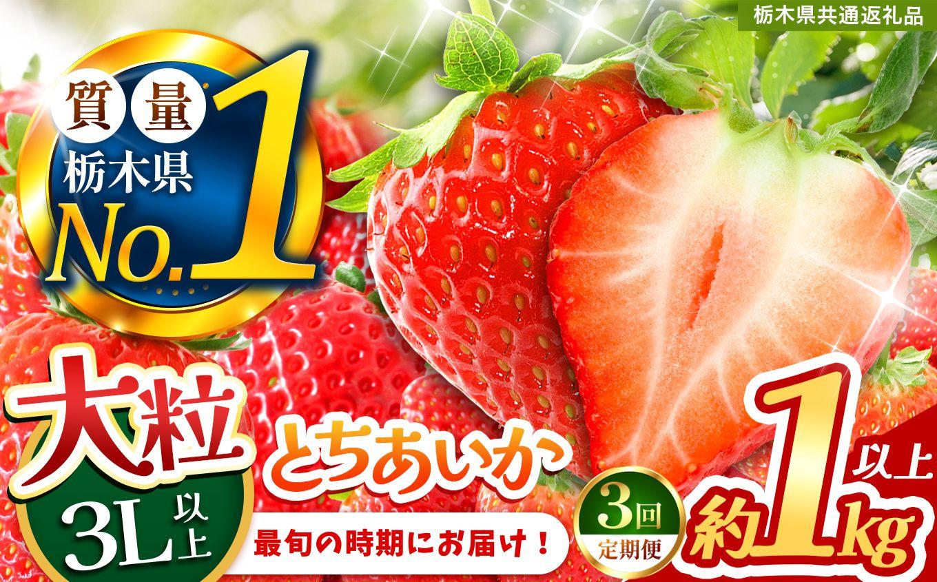 【定期便3回】いちご 2L以上 大粒 とちあいか1kg以上【2027年先行予約】 | 苺 イチゴ 栃木県共通返礼品