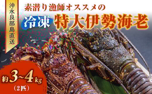 ■沖永良部島直送！素潜り漁師オススメの特大冷凍伊勢海老 約3～4kg（2匹）！　W030-010u