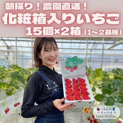 【ふるさと納税】【2026年配送】朝採り!農園直送!化粧箱入りいちご15個入り×2箱(2品種〜)【配送不可地域：離島・沖縄県】【1543972】