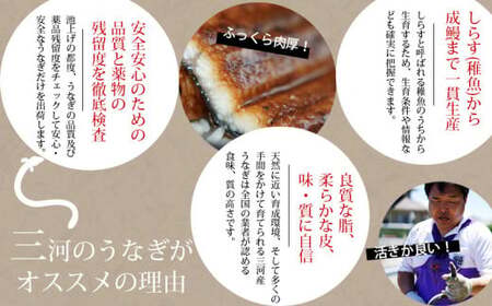 【土用の丑用までにお届け】三河産うなぎ特大サイズ蒲焼×3尾(530g～550g)国産 三河産 うなぎ蒲焼×3尾（530g～550g）鰻 ウナギ 国産うなぎ 本格 鰻 蒲焼き 愛知県 西尾市 愛知養魚 