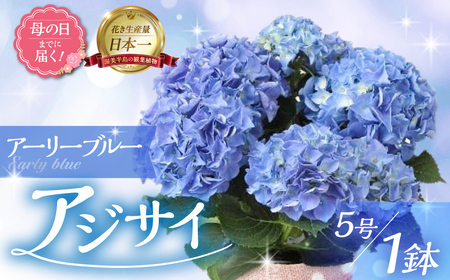 《母の日までにお届け》アジサイ【アーリーブルー】 母の日 プレゼント あじさい 紫陽花