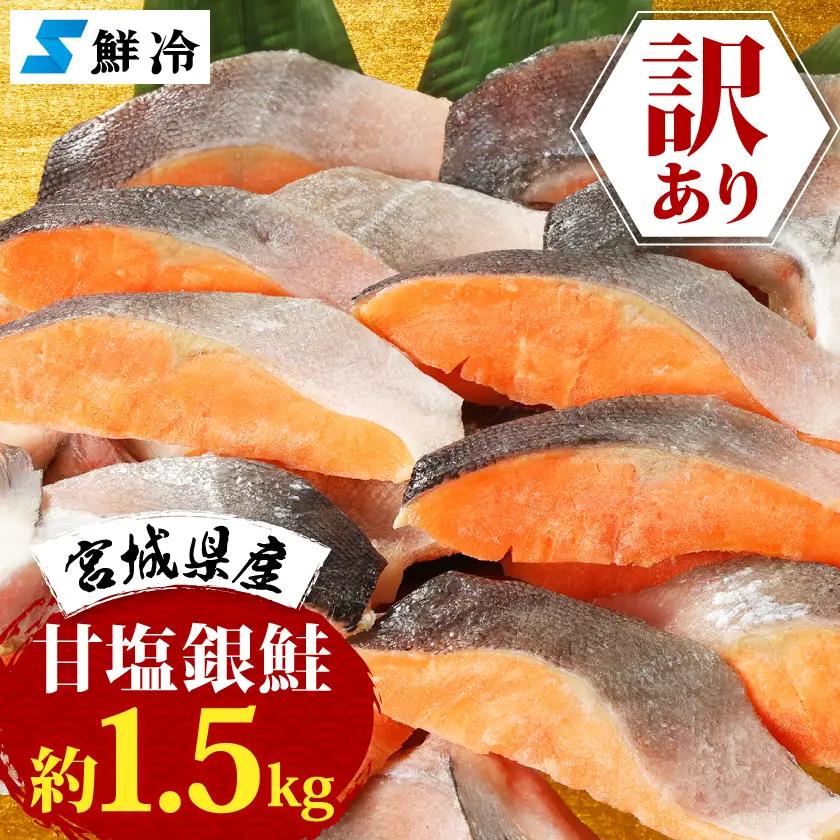 訳あり　銀鮭　宮城県産　甘塩　切身　約1.5kg　国産/三陸　女川町【配送不可地域：離島】【1525306】