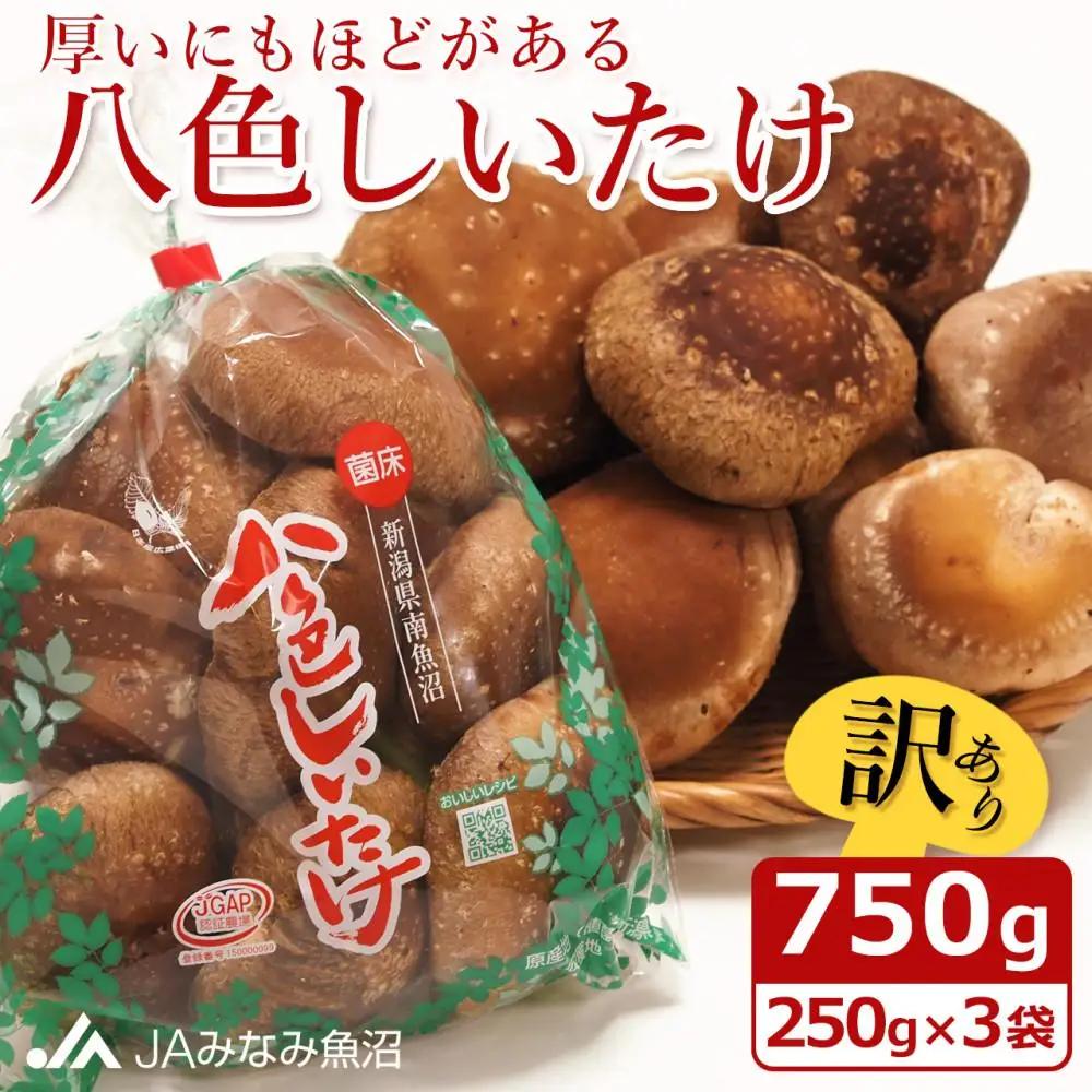 【家庭用】厚いにもほどがある「八色しいたけ」750g（250g×3袋） ｜しいたけ