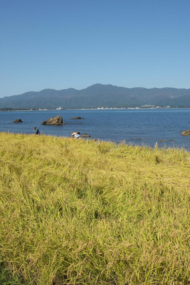 佐渡産コシヒカリ 10kg (5kg x 2) 令和7年産