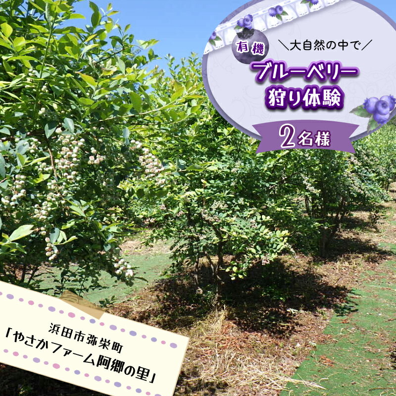 【ふるさと納税】有機ブルーベリー狩り体験2名様（浜田市弥栄町「やさかファーム阿郷の里」）体験 食べ放題 ブルーベリー狩り 有機【208_0002】