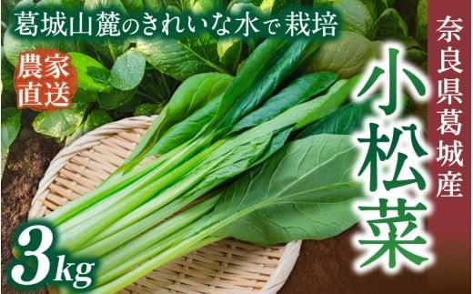 
                  奈良県産 小松菜 約3kg  【順次発送】／ スマイル葛城農業 野菜  小松菜 農家直送 産直 新鮮 旬 サラダ 名産 健康 美容 栄養 奈良県 葛城市【smlk061】
                