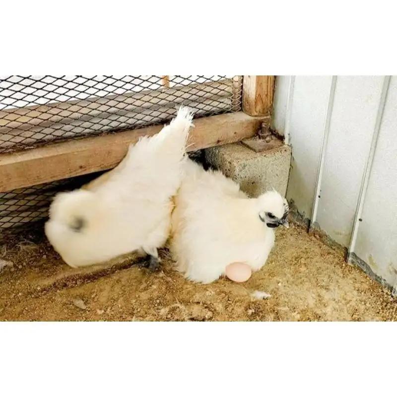 卵 烏骨鶏 20個 定期便 12ヶ月 平飼い 卵