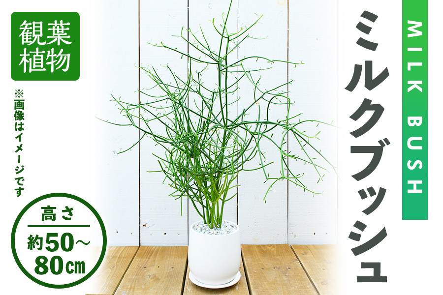 
＜観葉植物＞ミルクブッシュ(高さ約50～80cm、巾約40cm・陶器鉢・受け皿付)【m24-03】【アイエヌエー】
