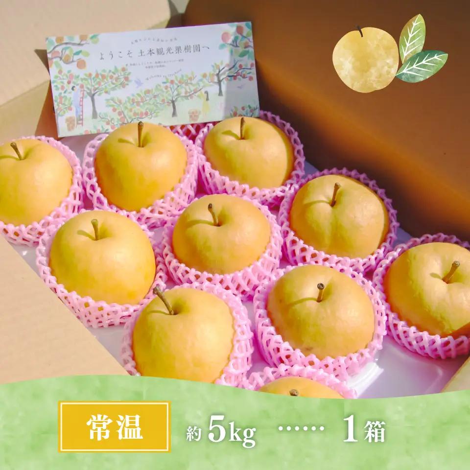 【ふるさと納税】＜新興梨 【期間・数量限定】＞梨 5kg 10～11玉 高知県 佐川町 黒岩 土本観光果樹園 フルーツ【常温】