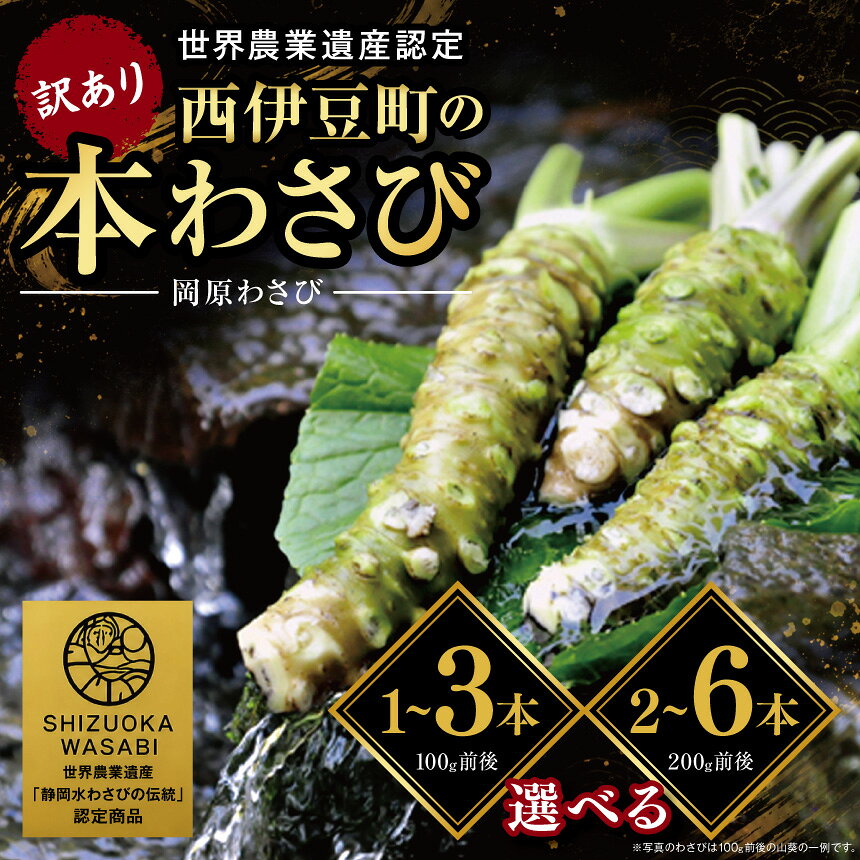 【ふるさと納税】訳あり 本わさび 選べる内容量 100g前後 1～3本 200g前後 2～6本 生わさび 山葵 刺身 そば ステーキ わさび丼 薬味 冷蔵 伊豆 静岡県 西伊豆町 岡原わさび【12月・1月発送なし】