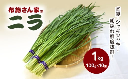 【先行予約】【11月から発送】肉厚・シャキシャキ! 朝採れ鮮度抜群! 布施さん家のニラ 1kg(100g×10束)  ふるさと納税 にら ニラ 朝採れ 新鮮 肉厚 シャキシャキ 農家直送 真空包装 鮮度抜群 千葉県 山武市 SMBJ001