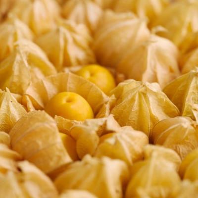 ふるさと納税 日高町 【先行受付】フルーツほおずき　500g