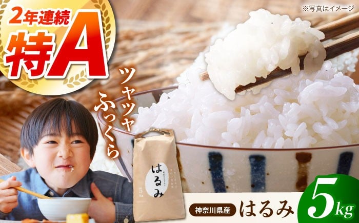 
                  【 令和7年産 】神奈川県産 白米 はるみ 5kg 単品 | 米 お米 こめ 小分け 人気 コメ お米 5kg ブランド米 開成町 家庭用 送料無料 神奈川 かながわ 神奈川県 開成 開成町 人気 ごはん 米 おこめ お米 白米 こめ ライス rice kome ごはん ご飯 コメ ブランド米 精米 人気 おすすめ 5キロ R7 5kg 国産 特A [BDAF001]
                