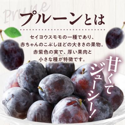 ふるさと納税 余市町 2026年8月中旬より発送　余市の砂川果樹園が贈る【余市の生プルーン】1.6kg_Y033-0040 |  | 01