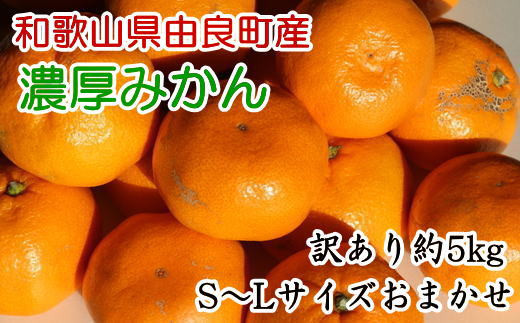 
【訳あり・ご家庭用】和歌山由良町産のみかん約5kg　※2024年11月下旬～2024年12月下旬頃に発送予定（お届け日指定不可）
