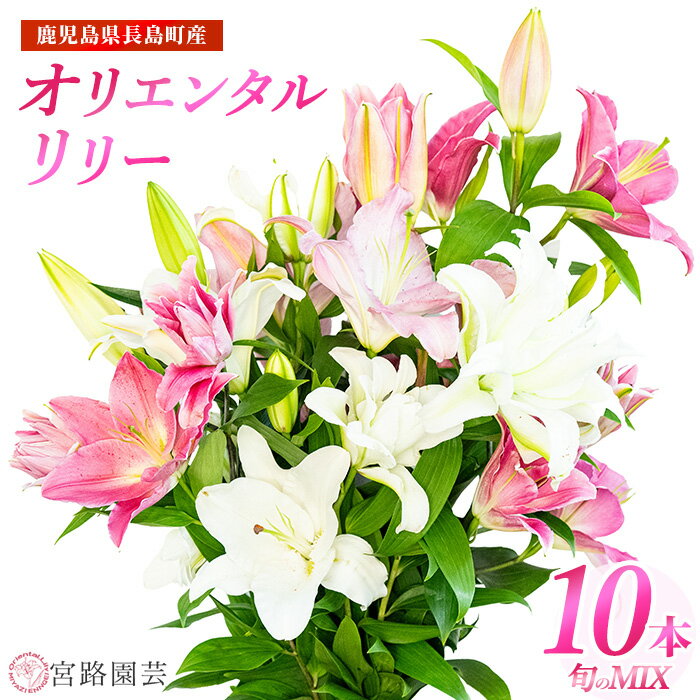 オリエンタルリリー（ユリ）旬のミックス(12本)鹿児島県産 国産 九州 特産品 長島町 ユリ ゆり 百合 花束 誕生日 ギフト 贈答用 花 フラワー フラワーアレンジメント【宮路園芸】