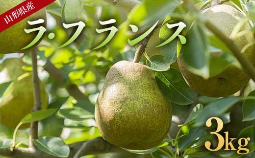 《先行予約 2025年度発送》山形県産 高糖度 ラ・フランス 約3kg（6～10玉）  なし ナシ 梨 デザート フルーツ 果物 くだもの 果実 食品 山形県 FSY-1811