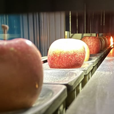 【令和7年4月下旬～発送予定】訳あり品　シャキッと甘い【シナノスイート】5kg(13～20個)