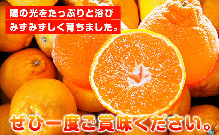 【ご家庭用】紀州有田産 不知火 ( しらぬひ )  約3kg 魚鶴商店 《2026年2月中旬-3月中旬頃出荷》 和歌山県 日高町 不知火 柑橘 果物 フルーツ デコポンと同品種 訳あり不知火 訳ありデ