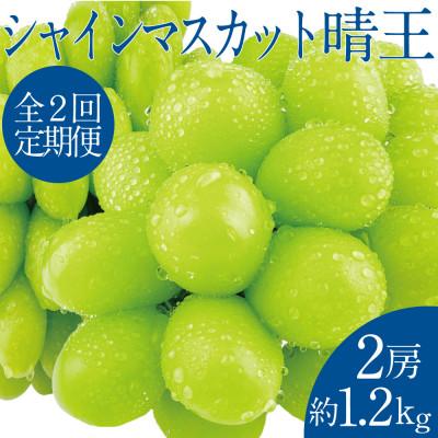 ふるさと納税 岡山市 【発送月固定定期便】2026年9月より発送 シャインマスカット晴王 2房約1.2kg全2回