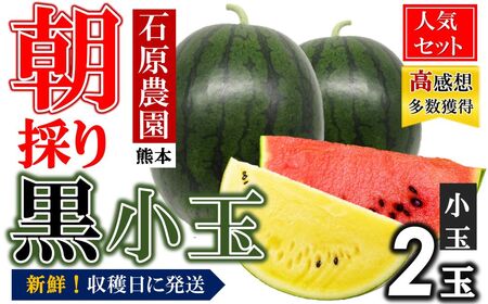 【先行予約】 【2025年（令和7年）4月中旬頃から順次出荷】小玉スイカ 食べ比べ 小玉スイカ（赤色・黄色）熊本和水町産 西瓜 すいか 人気セット くまもと県 産地直送