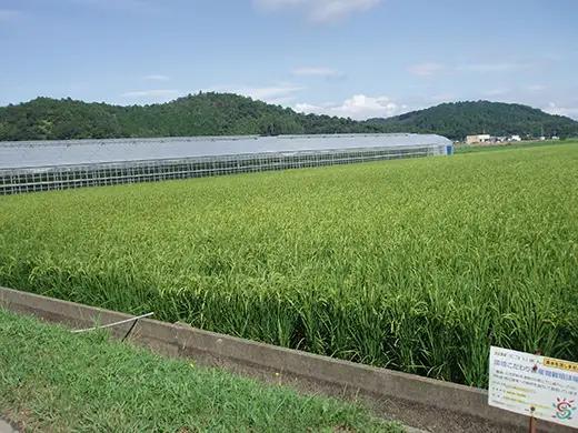 【7年産】 近江米 みずかがみ 無洗米 5kg 【BN15W】 近江米 環境こだわり米 滋賀県産 無洗米