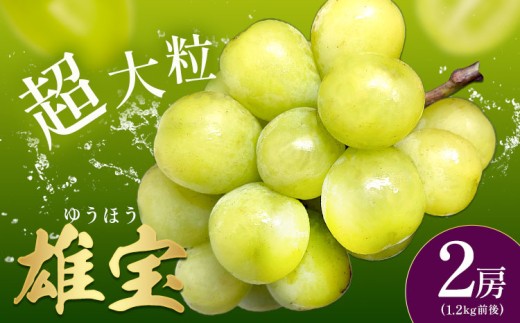 ぶどう 雄宝 2房 1.2kg前後 葡萄 ブドウ ぶどう 大粒 種なし 皮ごと フルーツ 果物 産地直送 新鮮 ジューシー お取り寄せ ギフト 国産 季節限定 茨城県 結城市 《8月下旬-9月下旬頃出荷予定》會澤ぶどう・キウイフルーツ園 【配送不可地域あり】(離島)