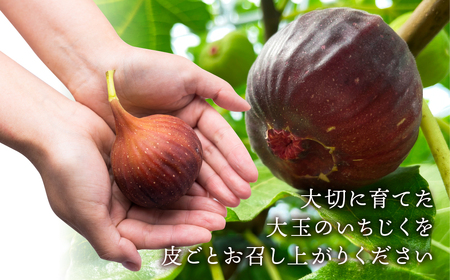 先行予約 春の希少な いちじく 極 9-12玉 完熟 大玉 ( 4月 / 5月 ) フルーツ 【専用箱】入手困難 果物