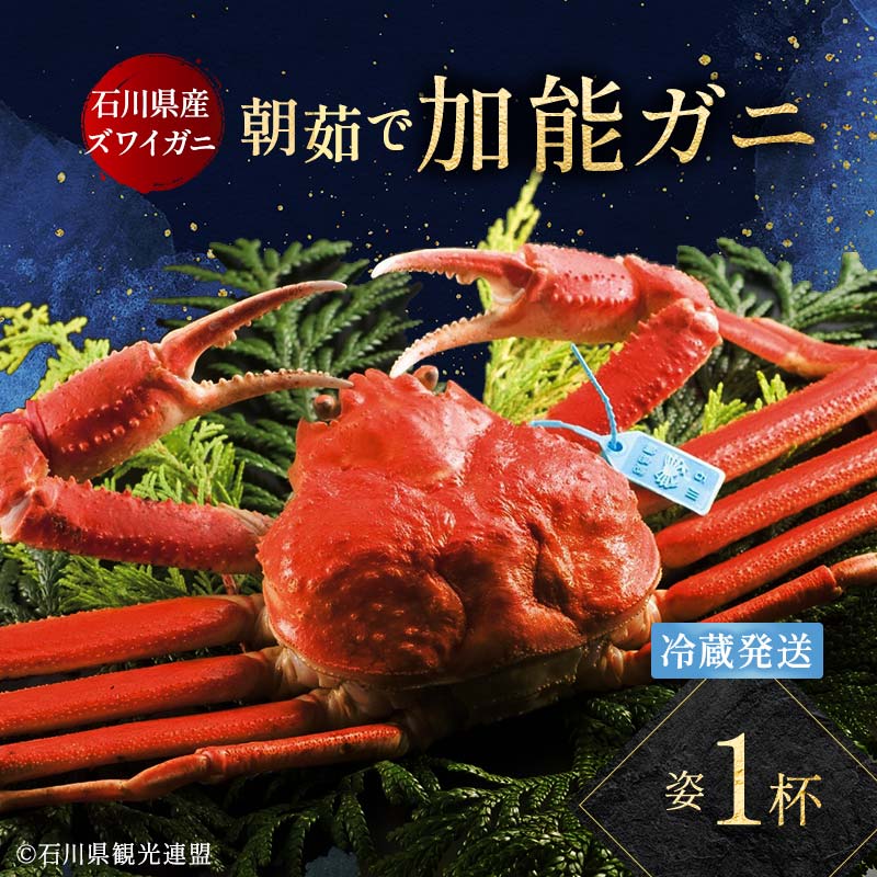 【ふるさと納税】【先行予約】【冷蔵発送】朝茹で加能ガニ（姿1杯）2025年11月上旬以降発送 カニ 朝ゆで 加能蟹 かのうがに 姿 ボイル 蟹 ズワイガニのオス 冷蔵発送 贈り物 ギフト ご当地 グルメ 海の幸 海産物 食品 F6P-2483