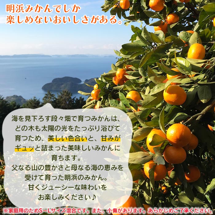 ＜愛媛県明浜産 天晴みかん（温州みかん）約10kg＞ 家庭用 訳あり ワケアリ 自宅用 果物 くだもの フルーツ ミカン 柑橘 特産品 産地直送 笑丸 愛媛県 西予市 約10kg（寄附額19,000円