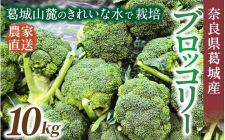 奈良県葛城産 ブロッコリー 約10kg 【2025年11月上旬～5月下旬順次発送】 葛城市【smlk070】