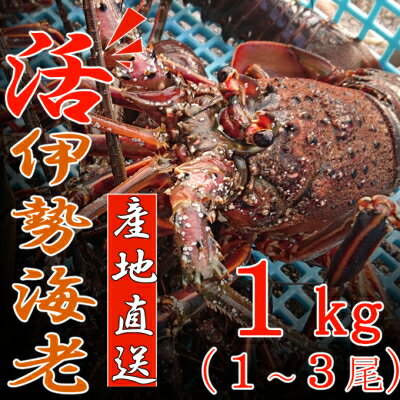 【ふるさと納税】 【捌き方レシピ・軍手付き】 活きイセエビ漁師直送！！1kg（1〜3尾、2〜3人前） お刺身 お鍋 伊勢エビ しゃぶしゃぶ 天然 国産 魚介 海鮮 惣菜 イセエビ 海老 エビ おせち 送料無料