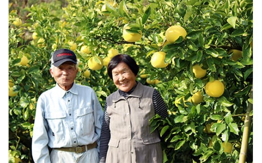 土佐文旦 約10kg 家庭用 M ~ L 小玉