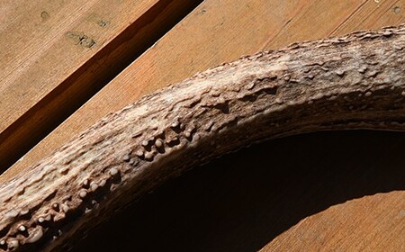 福島町産　エゾシカの角（中サイズ） FKB007