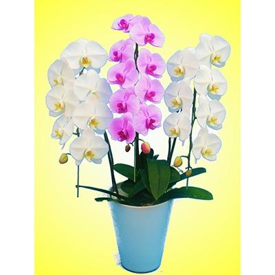 ふるさと納税 開成町 ★胡蝶蘭(生花)★3本立ち【6.5号鉢】