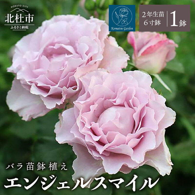 【ふるさと納税】 バラ 苗 鉢植え 花 エンジェルスマイル 【2027年2月以降発送】 6寸鉢 2年生苗 房咲き 四季咲き ブルーローズ香 半横張り性 国産ノイバラ台木 ガーデニング 初心者 母の日 父の日 贈り物 お祝い 送料無料