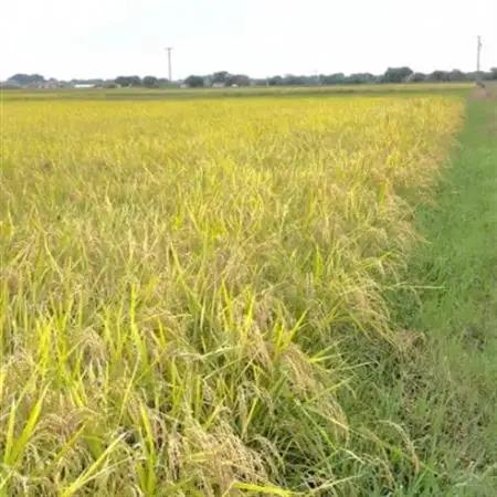 【令和7年産】初霜(源種)　白米30kg　(栽培期間中農薬・化学肥料不使用)【1721456】
