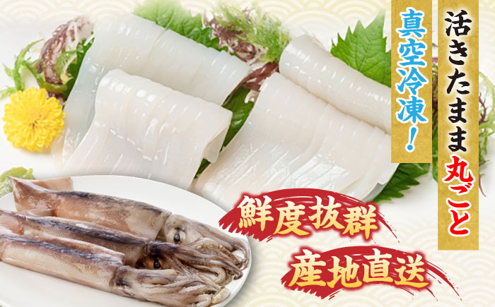 【年内発送】旬のイカ刺身1kg前後《壱岐市》【馬渡水産】イカ いか 烏賊 剣先 アオリ あおり スルメ するめ 刺身 刺し身 お刺身 海鮮 魚貝 冷凍配送 産地直送 [JAQ027]