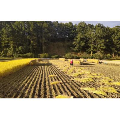 ふるさと納税 朝日村 はざかけ米(ゆうだい21)玄米5キロ【栽培期間中農薬・化学肥料不使用】 |  | 03