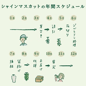 【2025年先行予約】【3回定期便】厳選 旬のフルーツ定期便（桃3玉・黒ぶどう1房・シャインマスカット1房）　もも 黑ブドウ シャイン マスカット ぶどう 果物 おひとりさま 贅沢 ミニマム 定期便3